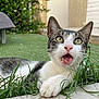 Ritchy a rejoint le concours — aidez-le/la à gagner de superbes lots ! cat, animal, pet, grass, outdoor, garden, greenery, paw, white, gray, tabby, surprised, open_mouth, whiskers, face, eyes, nature, concrete, building, relaxed