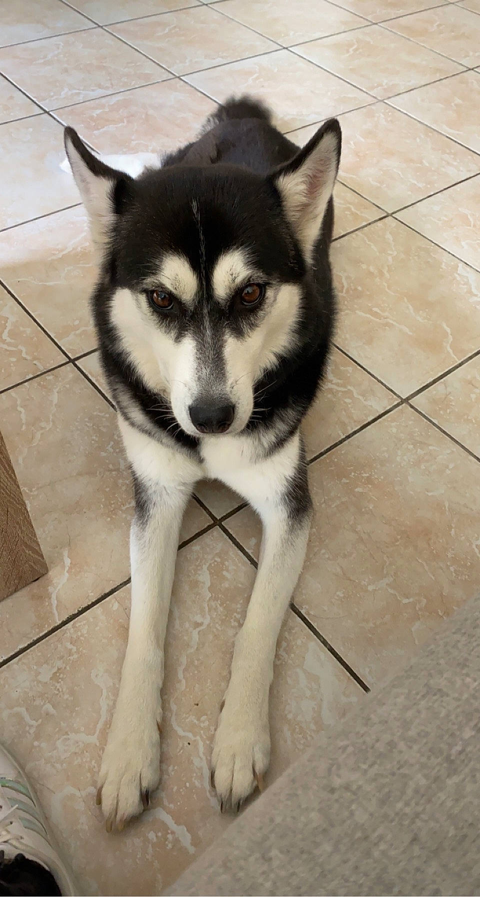 Mika participe au concours pour gagner de l'argent avec cette photo : canidae, canis, carnivore, dog, dog_breed, eye, flooring, fur, head, jaw, siberian_husky, sled_dog, snout, sporting_group, terrestrial_animal, tile_flooring, wildlife, wolf, working_animal, working_dog