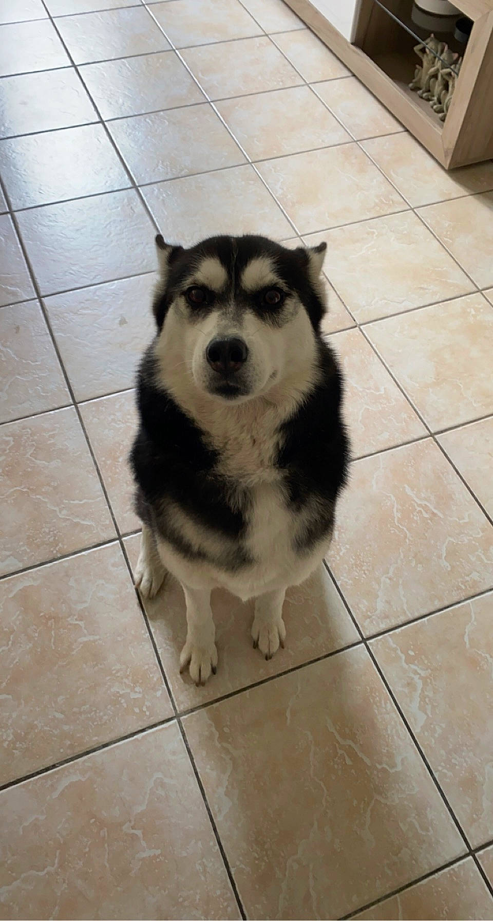 Mika participe au concours pour gagner de l'argent avec cette photo : ancient_dog_breeds, canidae, carnivore, companion_dog, dog, dog_breed, flooring, fur, paw, siberian_husky, sled_dog, snout, sporting_group, street_dog, tail, terrestrial_animal, tile_flooring, whiskers, working_animal, working_dog