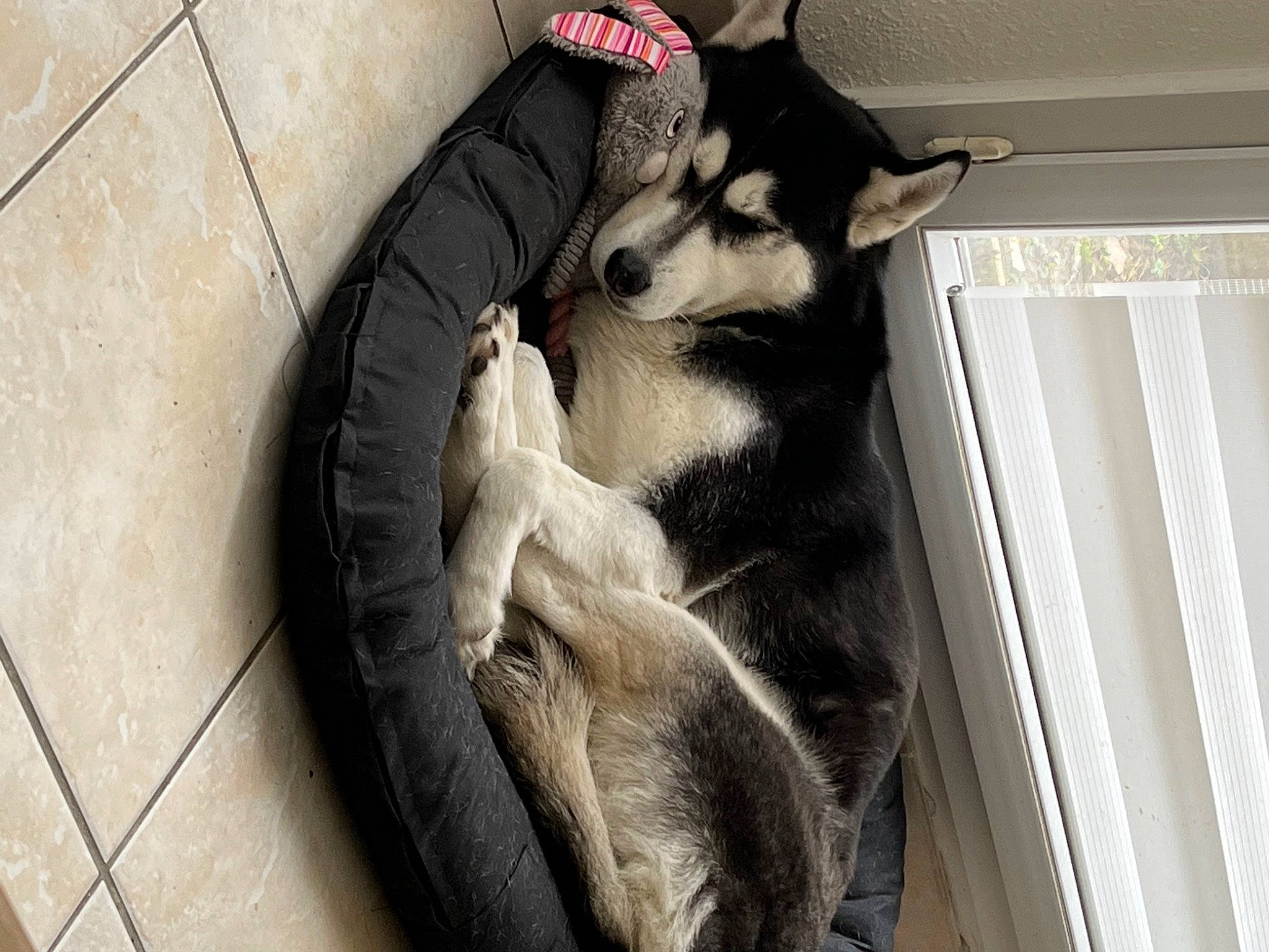 Mika a rejoint le concours — aidez-le/la à gagner de superbes lots ! animal_shelter, canidae, carnivore, comfort, companion_dog, dog, dog_breed, dog_supply, felidae, flooring, fur, pet_supply, small_to_medium_sized_cats, snout, sporting_group, tail, toy_dog, whiskers, working_animal, working_dog