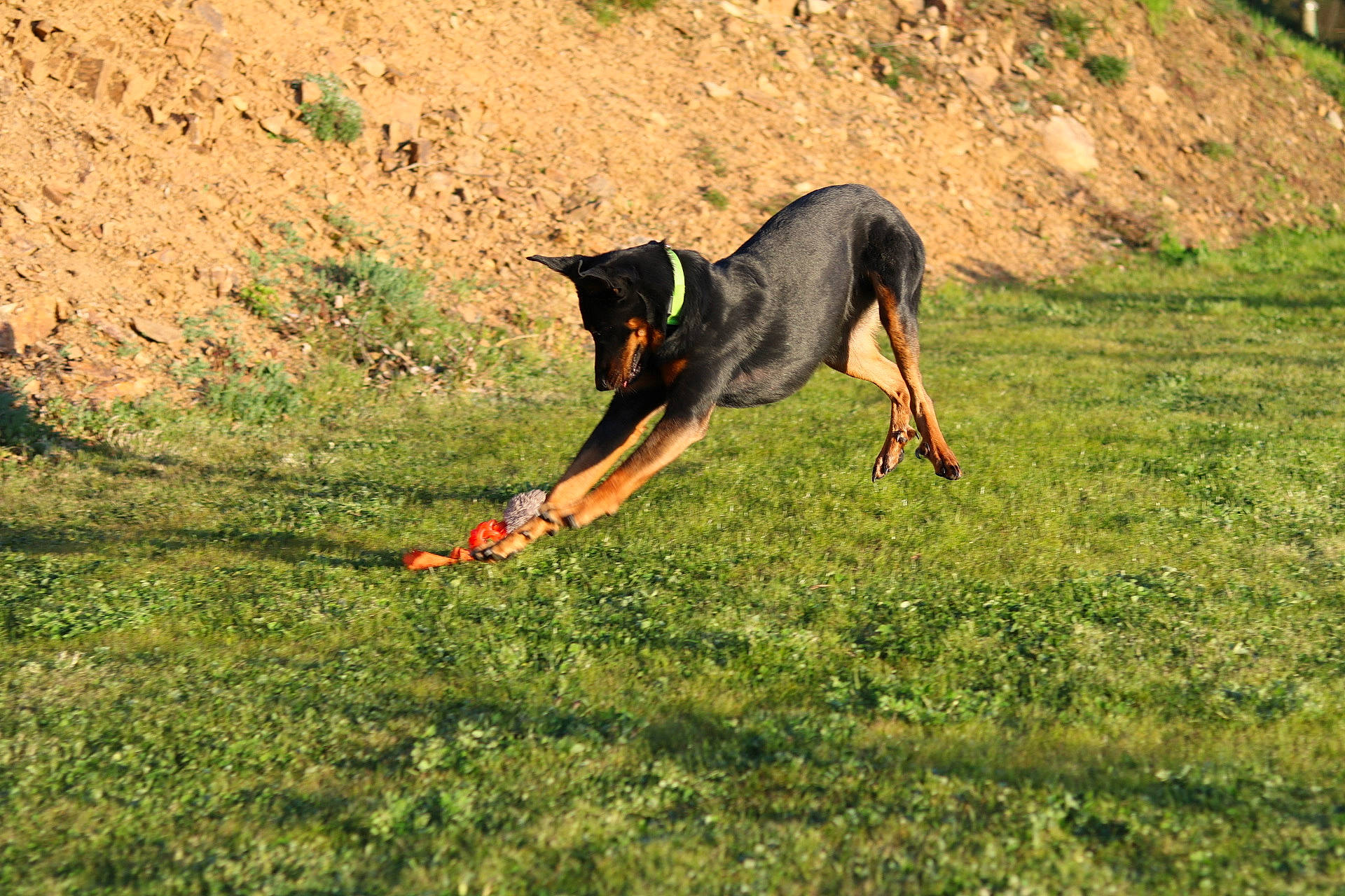 Lanna a rejoint le concours — aidez-le/la à gagner de superbes lots ! beauceron, canidae, carnivore, dobermann, dog, dog_breed, german_pinscher, grass, guard_dog, hunting_dog, mammal, manchester_terrier, pinscher, vertebrate, working_dog