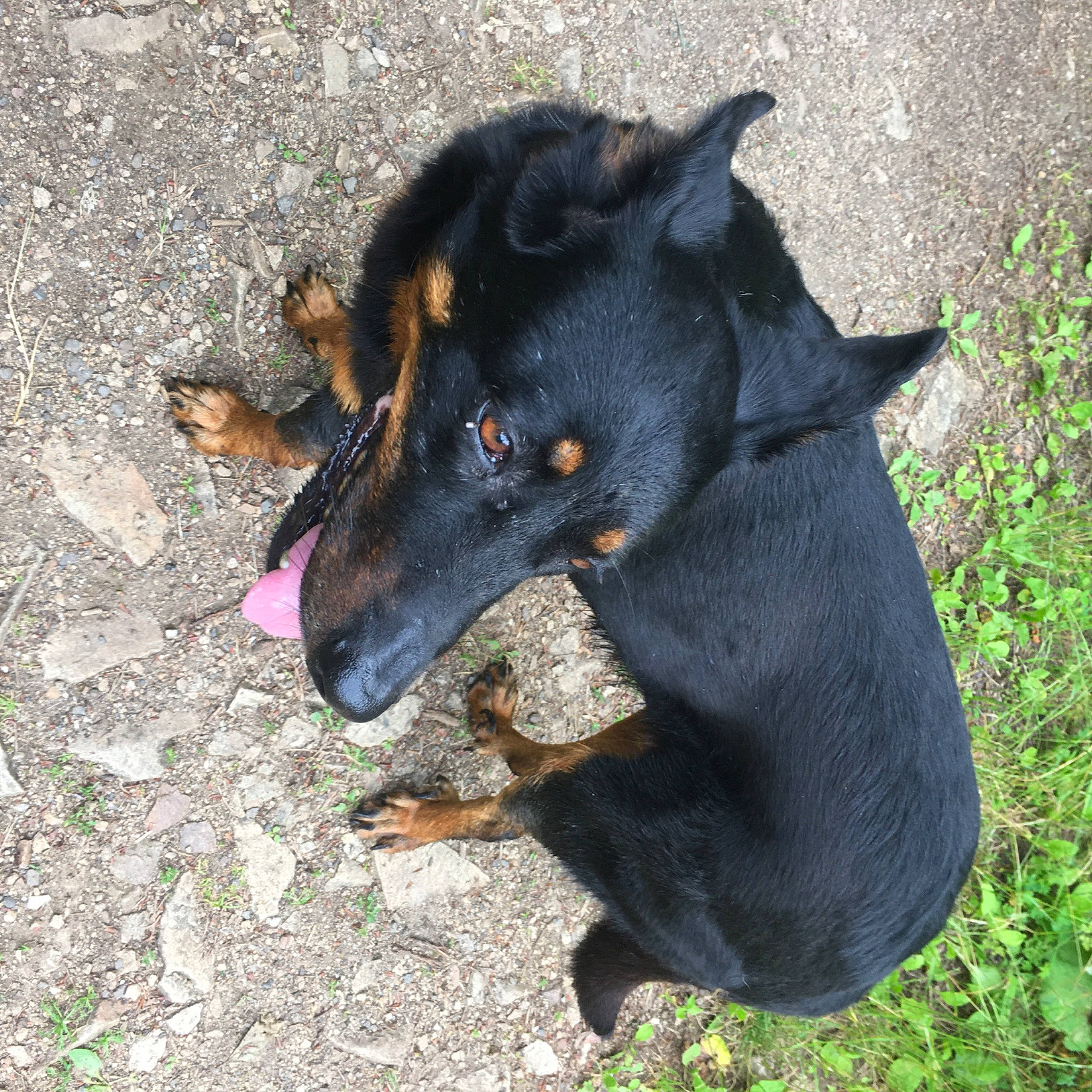 Lanna a rejoint le concours — aidez-le/la à gagner de superbes lots ! beauceron, black_and_tan_terrier, canidae, carnivore, dobermann, dog, dog_breed, german_pinscher, guard_dog, jagdterrier, lancashire_heeler, mammal, manchester_terrier, miniature_pinscher, pinscher, snout, toy_manchester_terrier, vertebrate, working_dog