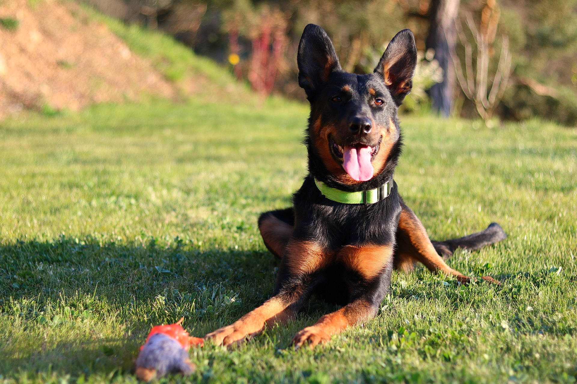 Lanna participe au concours pour gagner de l'argent avec cette photo : australian_kelpie, beauceron, canidae, carnivore, dobermann, dog, dog_breed, german_pinscher, guard_dog, hunting_dog, mammal, miniature_pinscher, pinscher, rare_breed_dog, sporting_group, vertebrate, working_dog