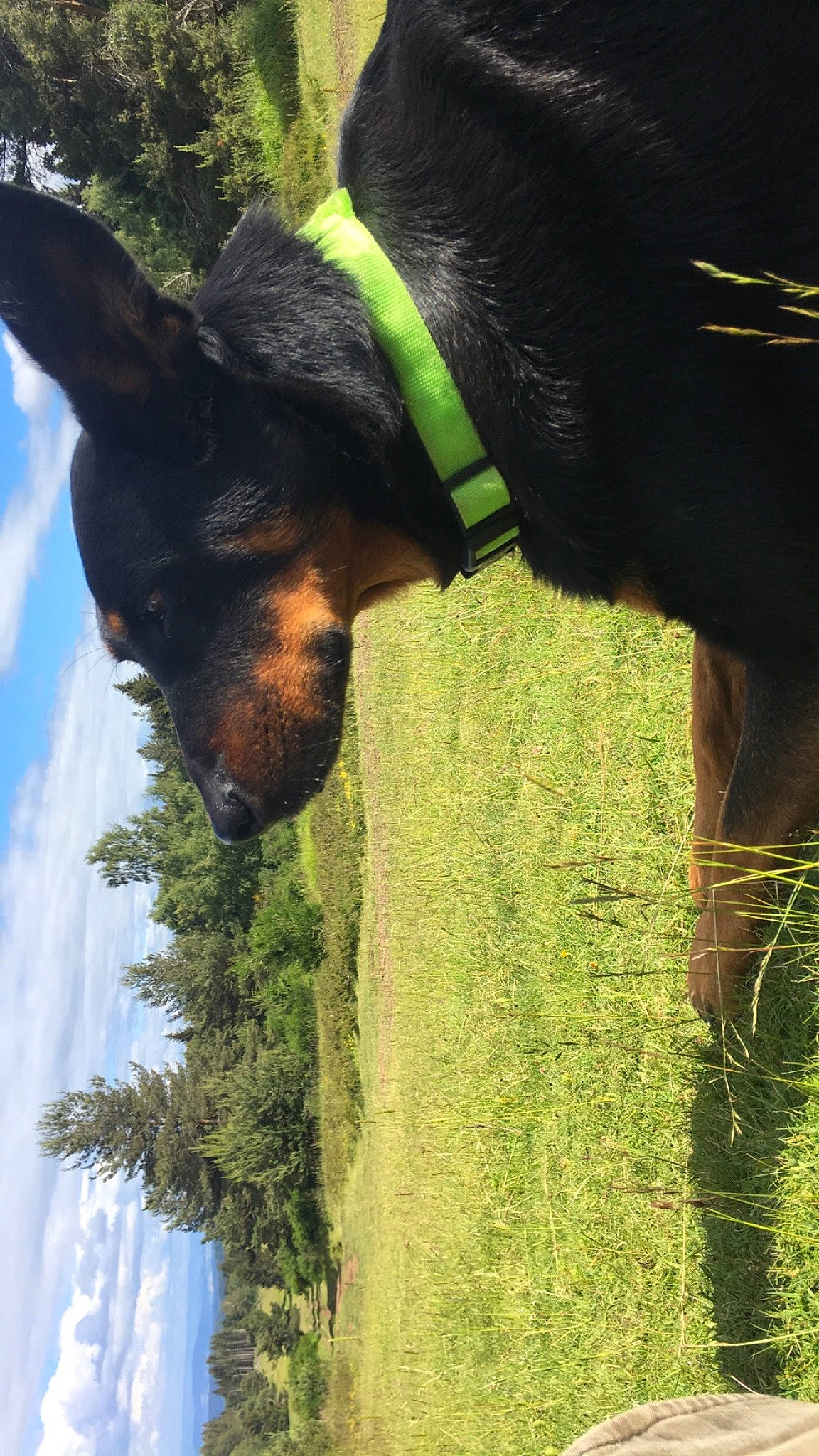 Lanna participe au concours pour gagner de l'argent avec cette photo : adaptation, grass, green, okapi, organism, plant, snout, sunlight, tree, wildlife, working_animal