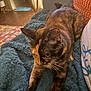 Baby Kitty joined the competition — help win amazing prizes! cat, tortoiseshell, stretching, blanket, couch, furniture, indoor, home, cozy, pet, fur, whiskers, relaxed, animal, living_room, wooden_floor, colorful_rug, natural_light, texture, comfort