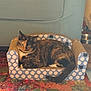 cat, tortoiseshell_cat, cardboard_couch, polka_dots, colorful_rug, indoor, furniture, sofa, pet, animal, relaxed, home, cozy, floor, tail, couch, pattern, domestic_cat, cute, resting