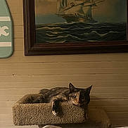 Baby Kitty joined the competition — help win amazing prizes! cat, tortoiseshell_cat, cat_tree, indoor, pet, animal, relaxing, feline, cozy, wooden_wall, painting, decor, paddle, resting, fur, whiskers, cute, home, calm, lazy