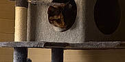 Baby Kitty joined the competition — help win amazing prizes! cat, cat_tree, pet, indoor, furniture, animal, cozy, curious, home, wooden_wall, gray, soft_texture, circular_hole, play_structure, resting, shadow, warm_light, feline, cute, quiet