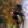 cat, tortoiseshell_cat, toy, feathers, orange_ball, colorful_rug, indoor, pet, playful, fur, whiskers, tail, paws, patterned_rug, floor, cozy, animal, domestic_cat, closeup, relaxed