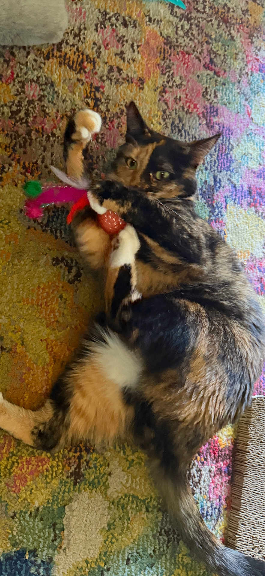 Baby Kitty is registered to the contest to win money with this photo: cat, tortoiseshell, pet, animal, toy, feathers, playful, lying_down, carpet, patterned_rug, colorful, indoor, fur, whiskers, claws, green_eyes, cute, domestic_cat, relaxed, paw