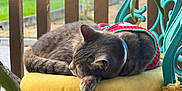 Dexter joined the competition — help win amazing prizes! animal, cat, chair, cozy, domestic_cat, fence, fur, greenery, outdoor, paw, pet, porch, relaxing, resting, sleeping, sweater, tabby_cat, teal_chair, whiskers, yellow_cushion