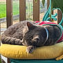 animal, cat, chair, cozy, domestic_cat, fence, fur, greenery, outdoor, paw, pet, porch, relaxing, resting, sleeping, sweater, tabby_cat, teal_chair, whiskers, yellow_cushion