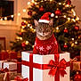 Chloe is registered to the contest to win money with this photo: cat, tabby_cat, christmas, holiday, gift_box, red_sweater, santa_hat, christmas_tree, ornaments, lights, presents, ribbon, indoor, festive, cute, holiday_decorations, feline, animal, cozy, celebration