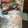 animal, bed, cat, coastal_theme, cute, flamingo, fur, furniture, home, indoor, paw, pet, pillow, playful, quilt, relaxed, resting, sleeping, striped, tabby