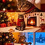 Chloe is registered to the contest to win money with this photo: cat, tabby_cat, christmas, holiday, santa_hat, red_scarf, fireplace, christmas_tree, gift_box, decorations, gingerbread_man, reindeer_decoration, cozy, indoor, festive, winter, snow_outside, lights, carpet, cute