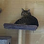 animal, brick_wall, cat, cat_tree, cozy, curious, domestic_cat, feline, fur, home, indoor, looking_back, mammal, pet, platform, purple, quiet, resting, scratching_post, tabby