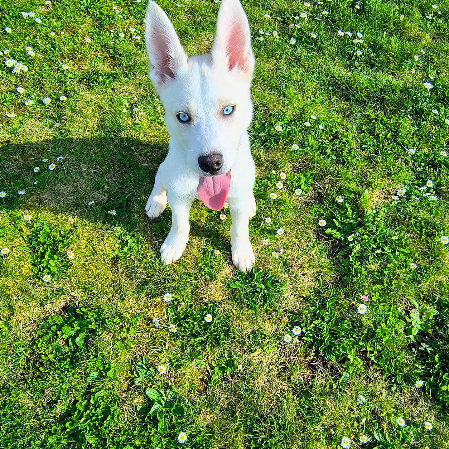Ocean joined the competition — help win amazing prizes! animal, blue_eyes, cute, daisies, dog, ears_up, flowers, grass, greenery, happy, nature, outdoor, pet, playful, puppy, summer, sunny, tongue_out, white_dog, young_dog