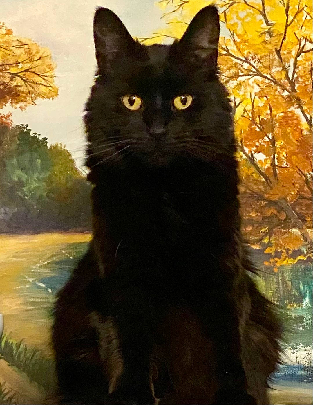 Kimber joined the competition — help win amazing prizes! art, black_cat, bombay, carnivore, cat, domestic_short_haired_cat, felidae, fur, grass, plant, small_to_medium_sized_cats, snout, tail, terrestrial_animal, tints_and_shades, tree, trunk, whiskers, wildlife, window