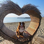 Twix a rejoint le concours — aidez-le/la à gagner de superbes lots ! dog, beach, sand, bench, heart_shape, wood, twigs, sea, sky, sunlight, outdoor, pet, animal, nature, happy, tongue_out, calm, summer, vacation, relaxation