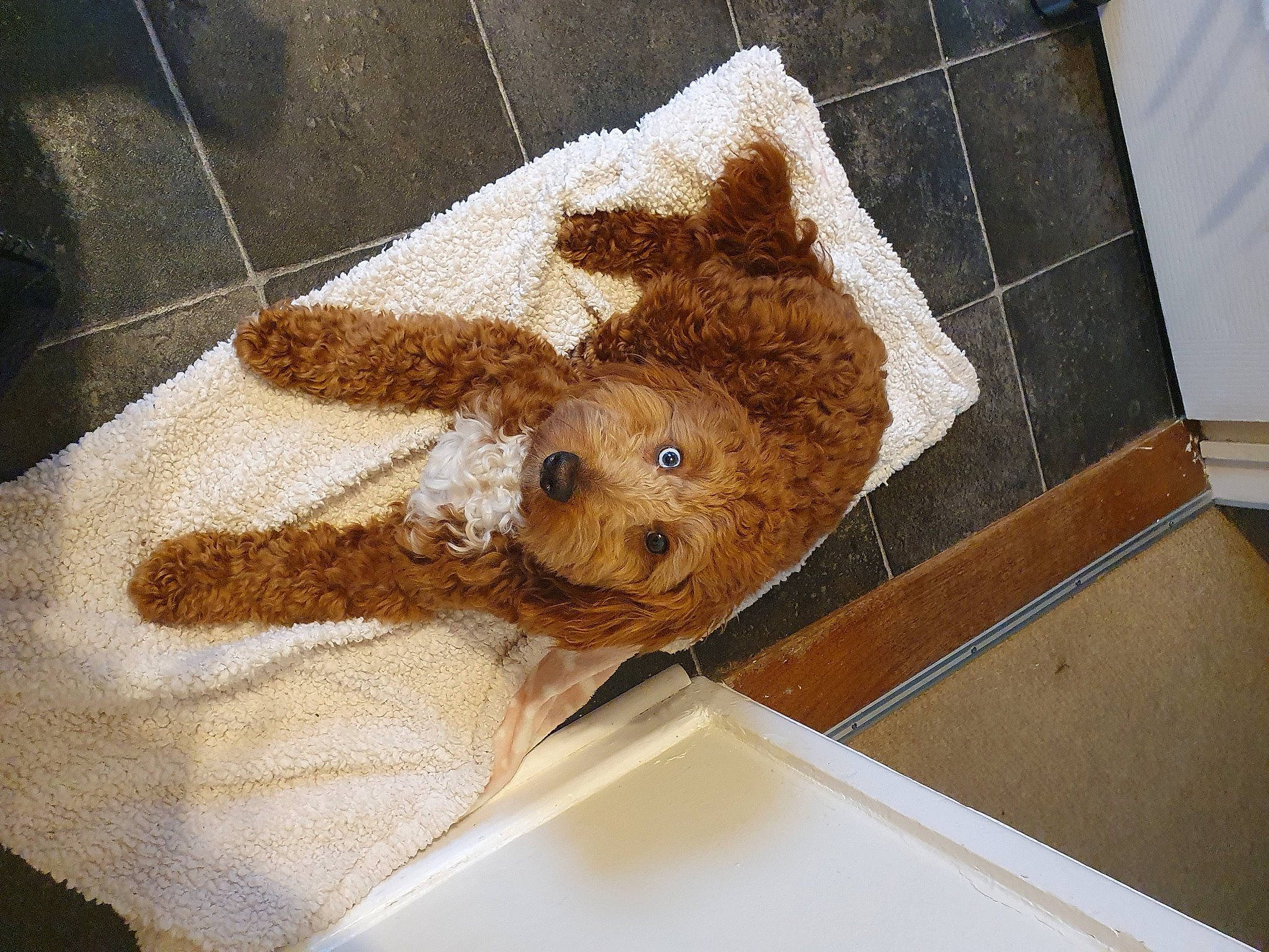 Heidi joined the competition — help win amazing prizes! art, artifact, baby_toys, beige, brown, fawn, fur, linens, paper, paper_product, plush, rectangle, room, stuffed_toy, teddy_bear, toy, wood, wool