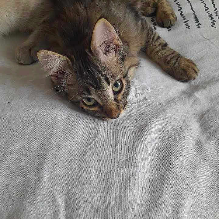 Sweety participe au concours pour gagner de l'argent avec cette photo : abyssinian, angora, animal, blanket, cat, homedecor, kitten, linen, manx, pet, quilt, siamese, tablecloth