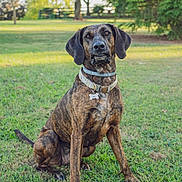 Carole is registered to the contest to win money with this photo: dog, brindle_coat, collar, pet, grass, outdoor, nature, animal, canine, sitting, tag, ears, face, fur, daylight, tree, park, greenery, leisure, portrait