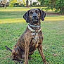 dog, brindle_coat, collar, pet, grass, outdoor, nature, animal, canine, sitting, tag, ears, face, fur, daylight, tree, park, greenery, leisure, portrait