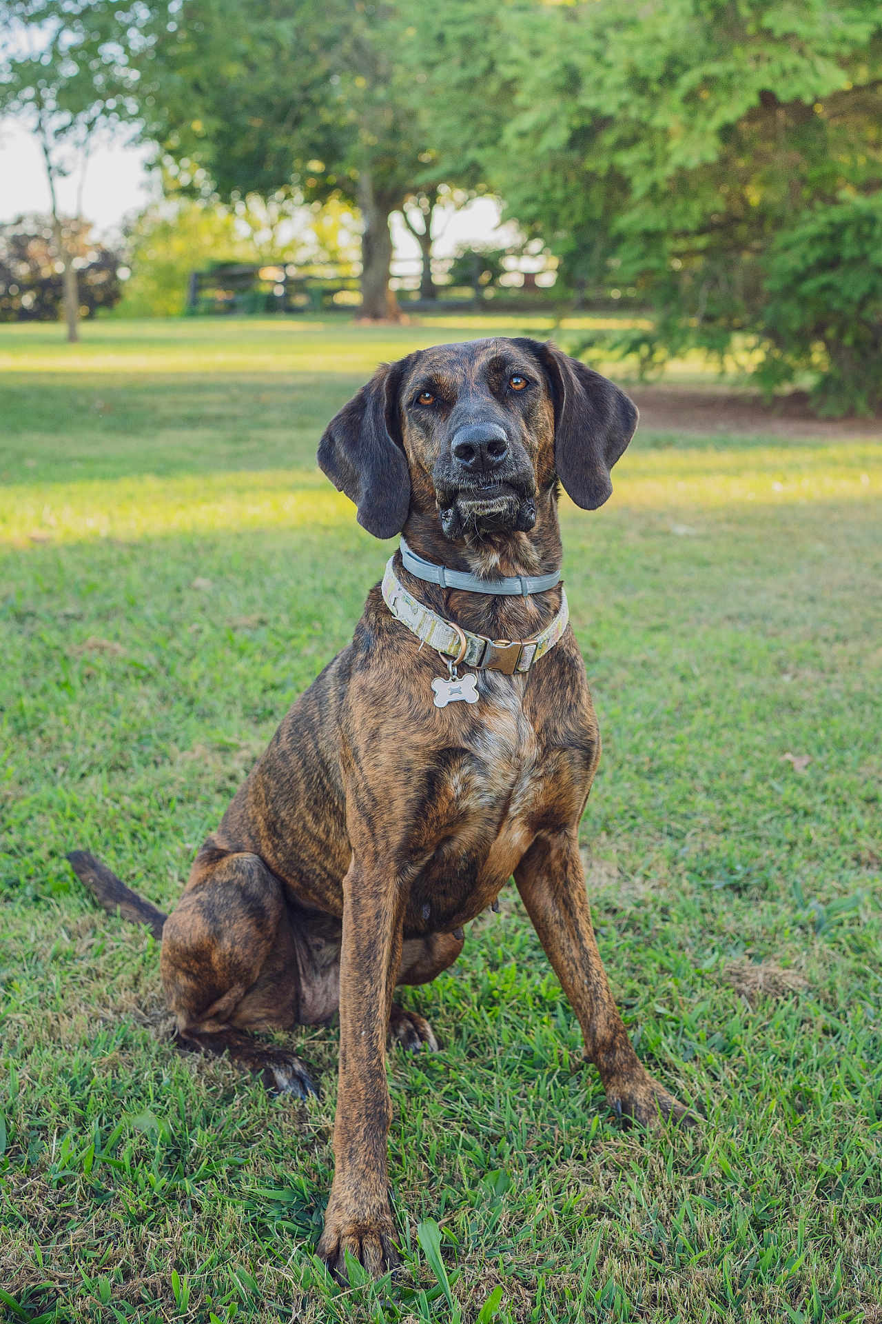 Carole is registered to the contest to win money with this photo: dog, brindle_coat, collar, pet, grass, outdoor, nature, animal, canine, sitting, tag, ears, face, fur, daylight, tree, park, greenery, leisure, portrait
