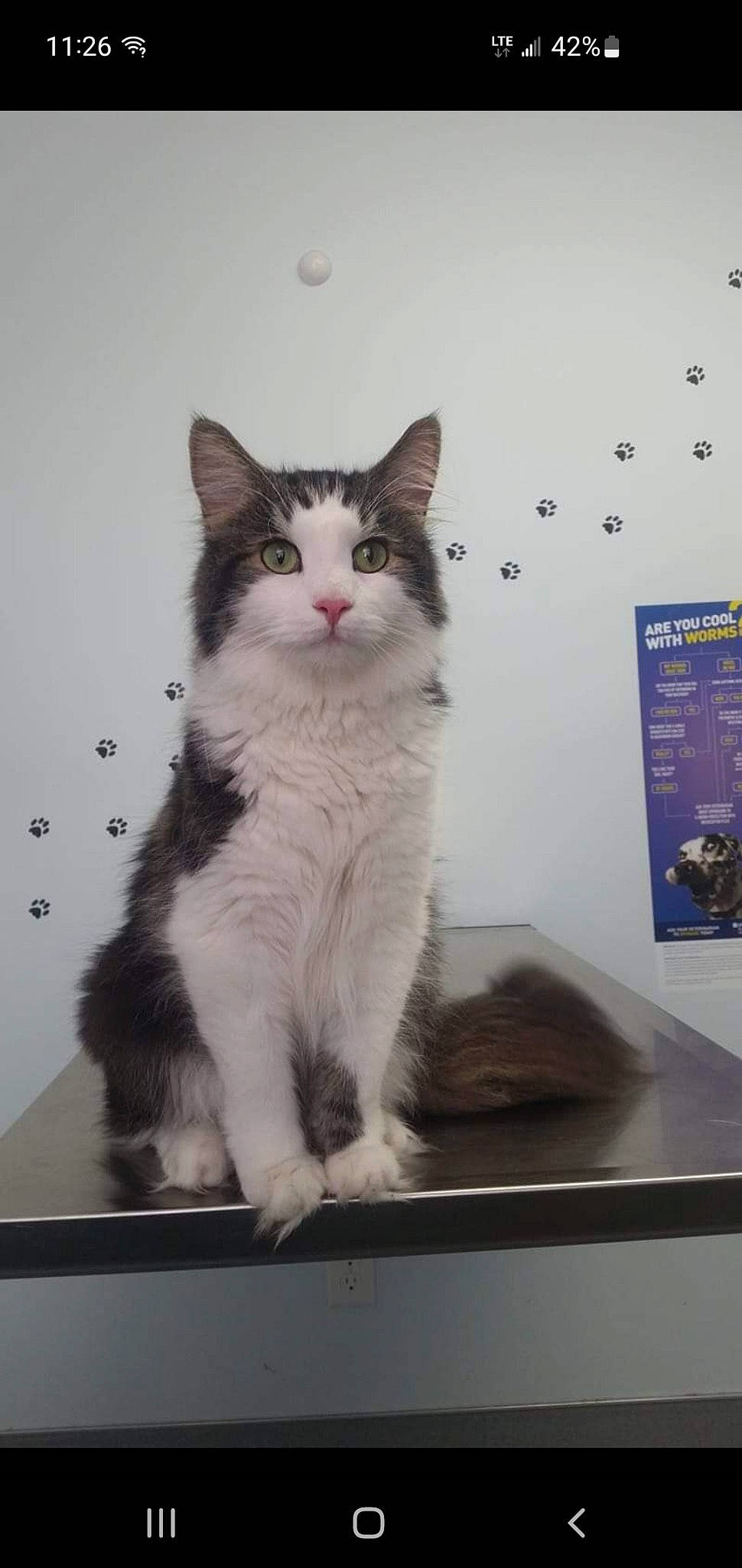 Fluffy is registered to the contest to win money with this photo: box, carnivore, cat, domestic_short_haired_cat, door, felidae, fur, grey, paw, rectangle, small_to_medium_sized_cats, tail, whiskers, window