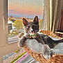 Hazy joined the competition — help win amazing prizes! cat, kitten, gray_cat, white_paws, wicker_basket, cozy, indoor, window, sunset, curious, pet, collar, bell, fluffy, furniture, home, relaxed, cute, animal, domestic