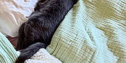 Hazy joined the competition — help win amazing prizes! bed, blanket, cat, comfort, cozy, domestic_animal, feline, fur, gray_cat, indoor, nap, pet, pillow, relaxing, resting, sleepy, soft_texture, stretched_out, whiskers, white_paws