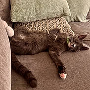 Hazy is registered to the contest to win money with this photo: cat, sleeping, couch, pillow, gray_cat, white_paws, relaxed, indoor, pet, feline, cozy, fur, resting, domestic_cat, cute, animal, whiskers, tail, soft, home