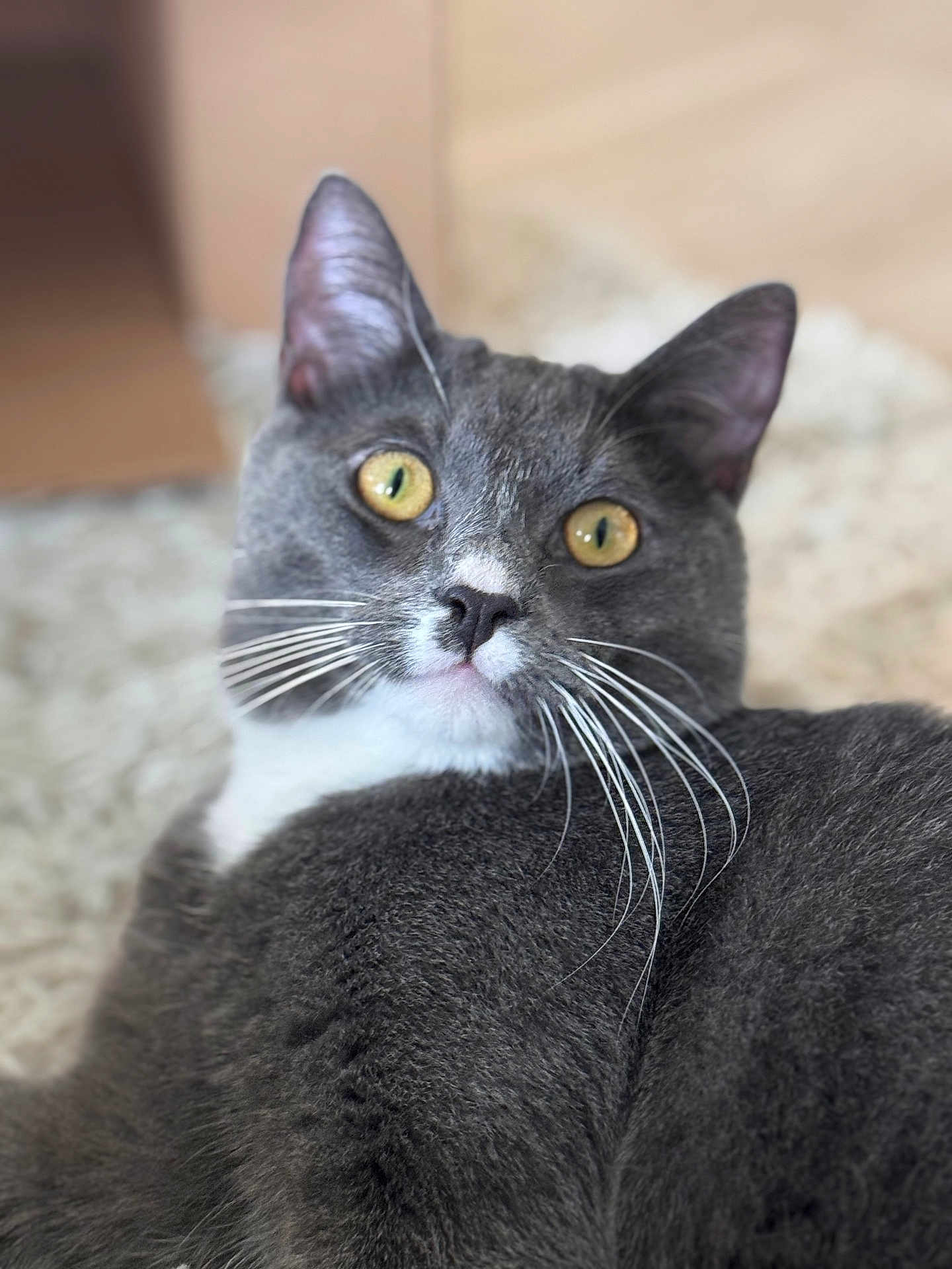 Hazy is registered to the contest to win money with this photo: cat, gray_cat, yellow_eyes, whiskers, pet, feline, indoor, close_up, fur, cute, relaxed, animal, mammal, portrait, home, soft_texture, laying_down, curious, face, ears