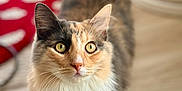 Mazy is registered to the contest to win money with this photo: cat, feline, pet, animal, indoor, fur, whiskers, green_eyes, curious, standing, close_up, domestic_cat, tri_color, fluffy, cute, soft_light, wooden_floor, background_blur, portrait, eyes