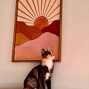 Mazy joined the competition — help win amazing prizes! cat, calico_cat, couch, indoor, wall_art, framed_art, textile_art, sun_design, decor, pet, animal, feline, curious, sitting, beige, brown, orange, white, looking_up, cozy