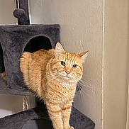 Salmon joined the competition — help win amazing prizes! cat, cat_tree, curious, cute, domestic_animal, feline, fur, home, indoor, looking_at_camera, orange_cat, paws, perch, pet, portrait, scratching_post, soft_texture, tabby, wall, whiskers