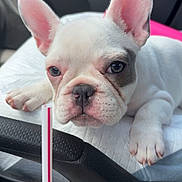 Miyuki joined the competition — help win amazing prizes! dog, puppy, french_bulldog, white_dog, car_interior, steering_wheel, drink, ice, cup, receipt, close_up, pet, cute, animal, resting, paw, nose, ears, face, car_seat