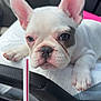 dog, puppy, french_bulldog, white_dog, car_interior, steering_wheel, drink, ice, cup, receipt, close_up, pet, cute, animal, resting, paw, nose, ears, face, car_seat