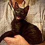 black_cat, kitten, pet, animal, person, holding, arms, shirt, plaid, beige, close_up, indoor, cute, happy, feline, fur, whiskers, face, eyes, mouth