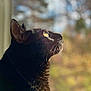 cat, black_cat, animal, pet, profile, close_up, window, sunlight, whiskers, fur, outdoor_background, blurred_background, looking_up, domestic_cat, feline, nature, daylight, portrait, indoor, curious