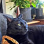 black_cat, cat, pet, feline, basket, indoor, plant, potted_plant, green_eyes, knit_fabric, cozy, resting, relaxed, whiskers, natural_light, wooden_furniture, closeup, animal, domestic_cat, houseplant
