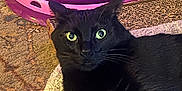 Thor joined the competition — help win amazing prizes! black_cat, cat, pet, animal, indoor, toy, purple, pink, mat, floor, curious, wide_eyes, feline, relaxed, close_up, domestic_cat, whiskers, ears, scratching_pad, carpet