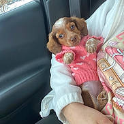 Maizie is registered to the contest to win money with this photo: puppy, dog, pink_sweater, pet, cute, car_interior, person, arms, clothing, white_jacket, window, outside_view, seatbelt, small_dog, looking_up, adorable, fur, paws, human_hand, casual