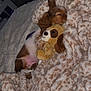 Maizie joined the competition — help win amazing prizes! puppy, dog, stuffed_animal, blanket, sleeping, cozy, bedroom, plush_toy, cute, pet, fur, snuggling, resting, animal, soft, indoor, comfort, adorable, small, sleep