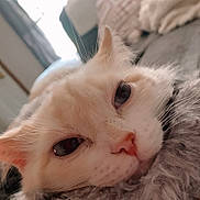 Sis is registered to the contest to win money with this photo: cat, close_up, fluffy, blanket, resting, sleepy, indoor, cozy, fur, whiskers, pink_nose, ears, eyes, pet, domestic_cat, soft_light, window, blurred_background, couch, relaxing