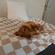 Bean is registered to the contest to win money with this photo: dog, golden_retriever, blanket, bed, pillow, indoor, pet, cozy, relaxed, fur, animal, paw, resting, checkered, beige, white, comfort, canine, cute, lying_down