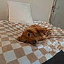 dog, golden_retriever, blanket, bed, pillow, indoor, pet, cozy, relaxed, fur, animal, paw, resting, checkered, beige, white, comfort, canine, cute, lying_down