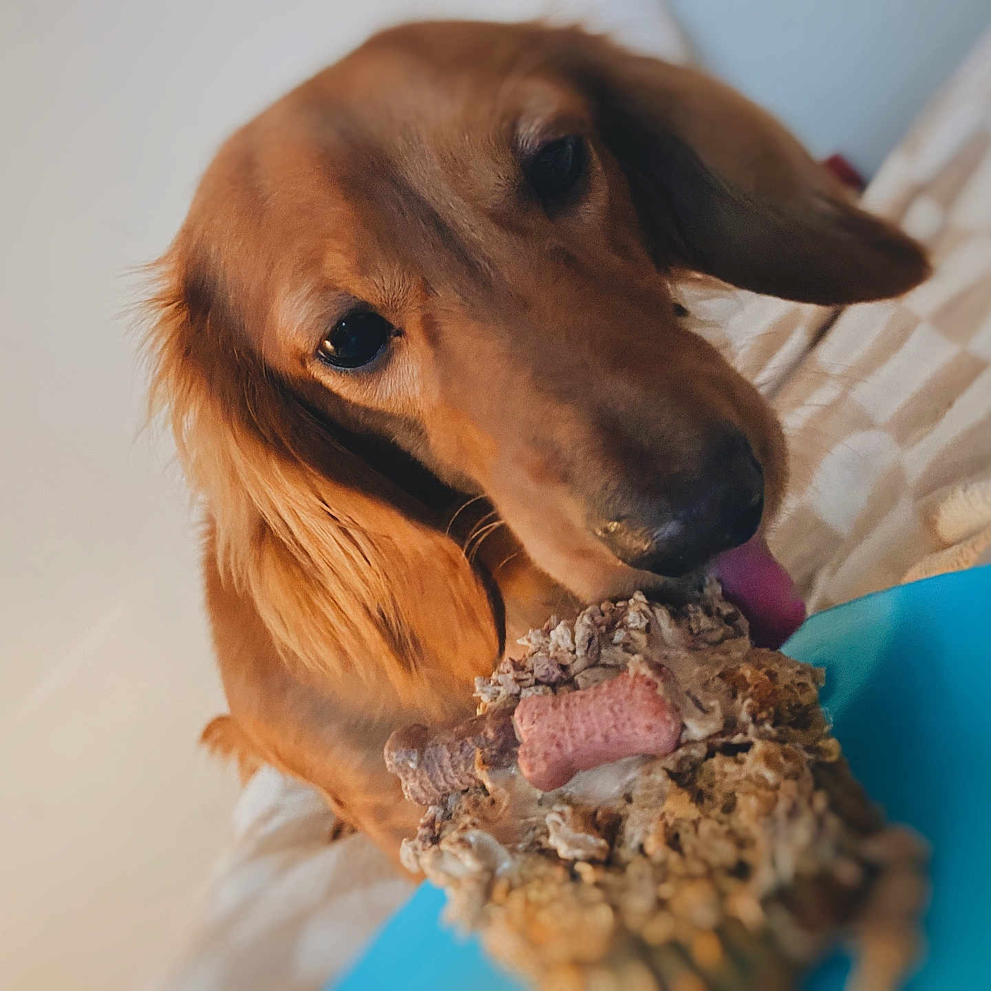 Bean joined the competition — help win amazing prizes! animal, bed, canine, closeup, cute, dog, domestic_animal, ears, food, fur, golden_retriever, indoor, licking, mammal, pet, plate, playful, snout, tongue, treat