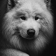 Looky a rejoint le concours — aidez-le/la à gagner de superbes lots ! dog, samoyed, fluffy, water_droplets, black_and_white, portrait, fur, animal, close_up, wet, paw, ears, nose, whiskers, cute, pet, canine, soft_texture, studio_lighting, serene