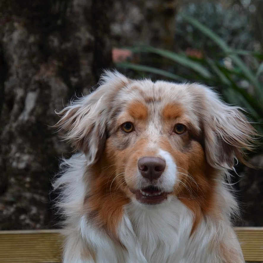 Tétine a rejoint le concours — aidez-le/la à gagner de superbes lots ! animal, bench, canine, cockerspaniel, collie, dog, eskimodog, face, furniture, goldenretriever, head, hound, person, pet, photography, plant, portrait, puppy, tree, wood